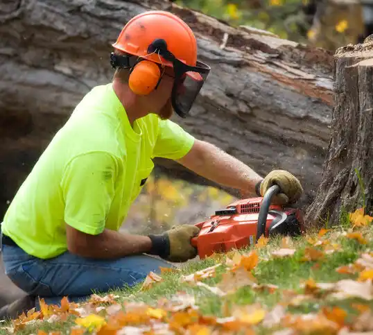 tree services Oneida Castle